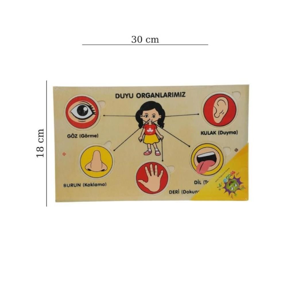 Ahşap Yapboz Duyu Organlarımız