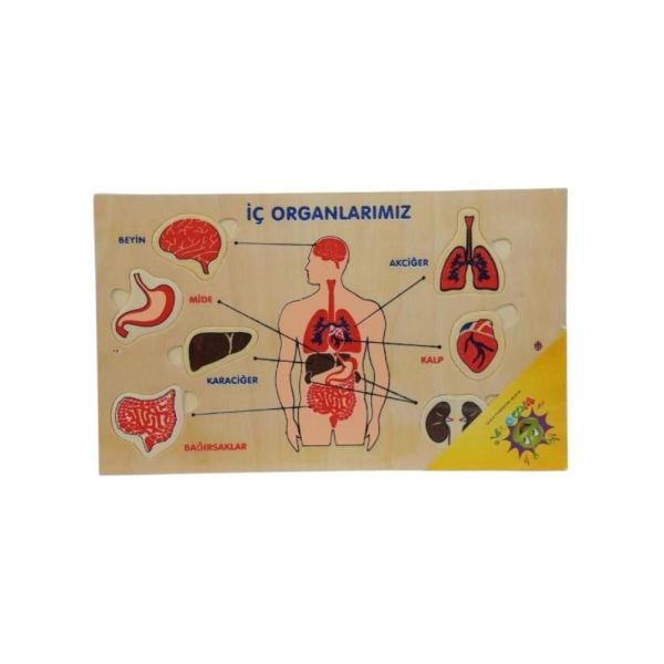 Ahşap Yapboz Duyu Organlarımız