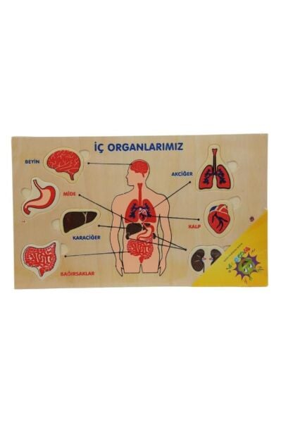 Ahşap Yapboz Duyu Organlarımız