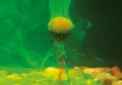 Korda Goo Attractor