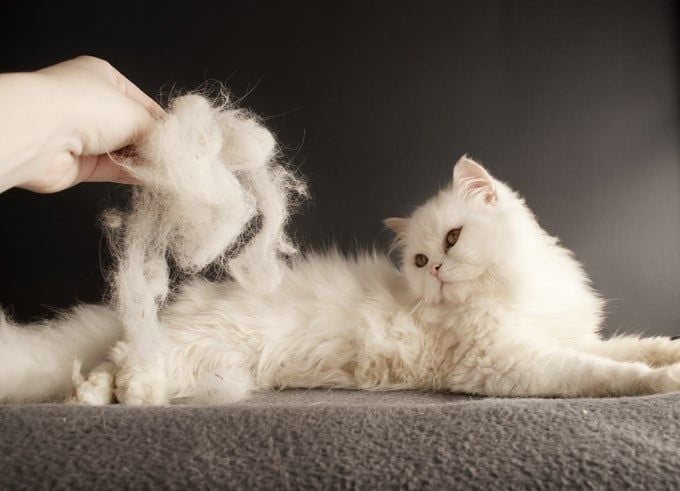Kedi Tüy Bakımı Nasıl Yapılır ?  Kedinizin Parlak Tüyleri Olsun !