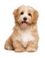 YAVRU KÖPEK MAMALARI