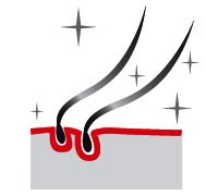 Royal Canin Yorkshire Terrier Yetişkin Köpek Maması 1,5kg