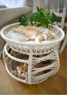 Lüxperi İki Katlı Bombeli Kedi Köpek Yatağı