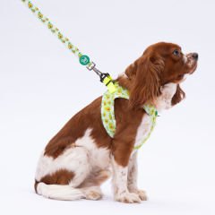 Pawstar Avocado Desenli Şerit Köpek Gezdirme Sevk Kayışı 2*120 Cm