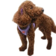 Pawstar Köpek Göğüs Tasması  Lila L