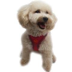 Pawstar Köpek Göğüs Tasması Fuşya L