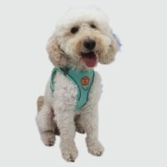 Pawstar Köpek Göğüs Tasması Yeşil M