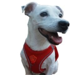 Pawstar Köpek Göğüs Tasması Kırmızı M