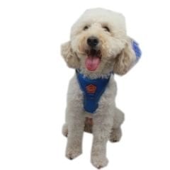 Pawstar Köpek Göğüs Tasması Mavi S