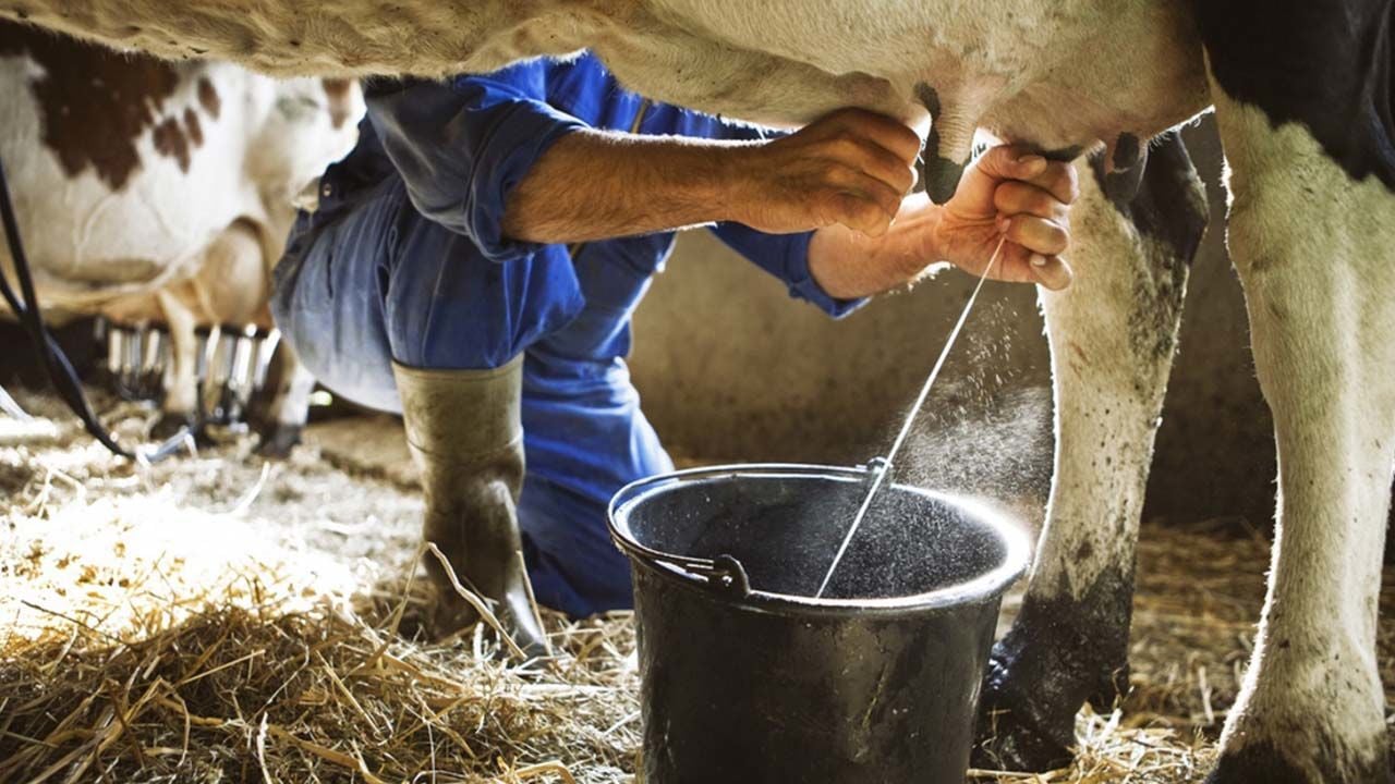 Sağım Hijyeni Nedir ve Nasıl Sağlanır?