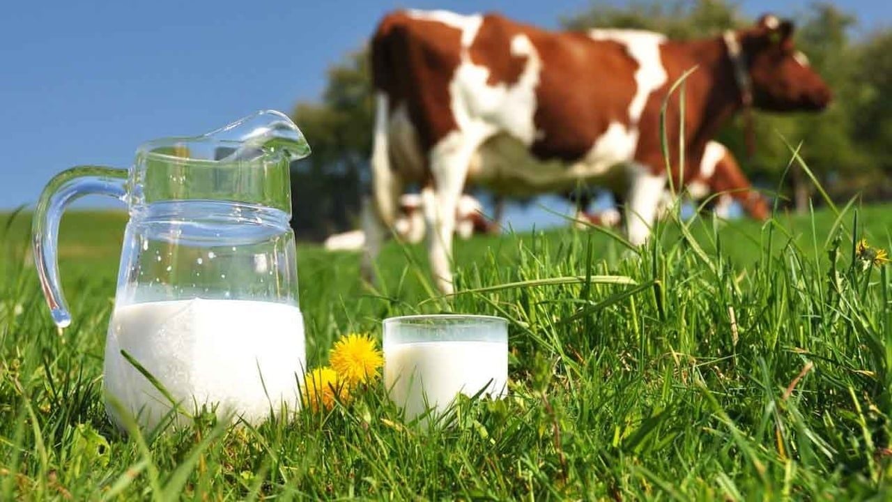 Süt İneklerinin Beslenmesi ve Bakımı