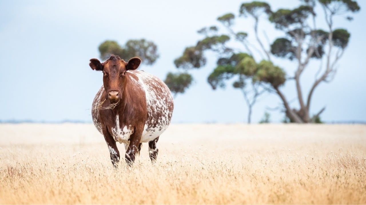 Çiftlik Hayvanlarında Sıcaklık Stresi Nasıl Önlenir?
