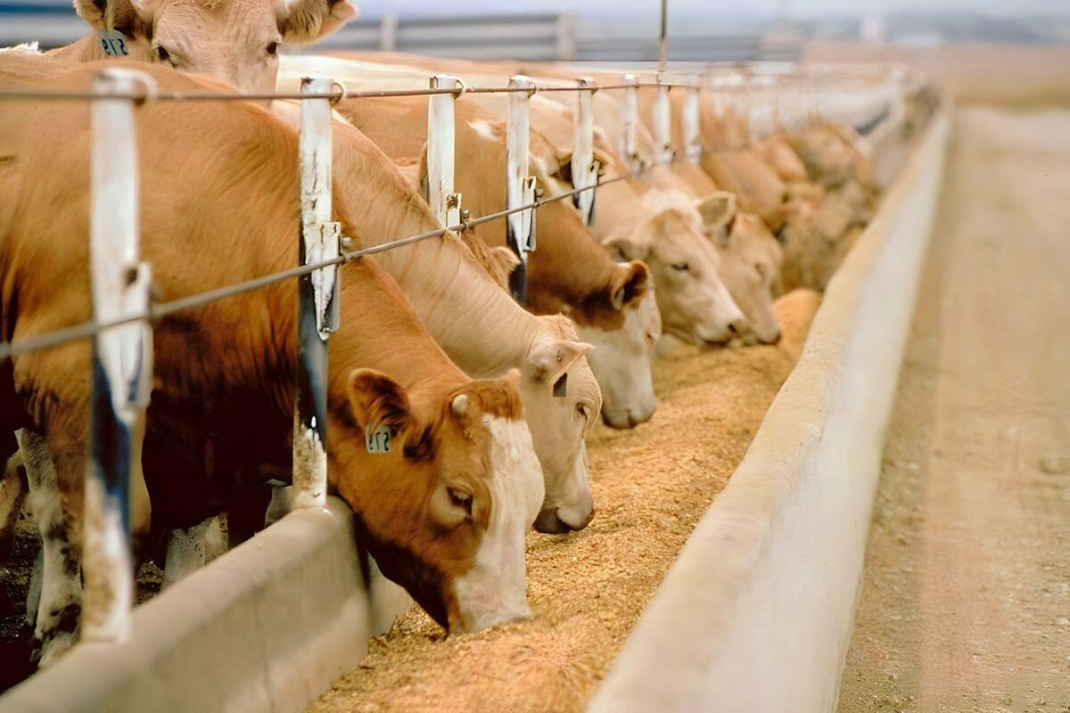 Büyükbaş Hayvanlarda Süt Verimini Artırmanın Etkili Yolları