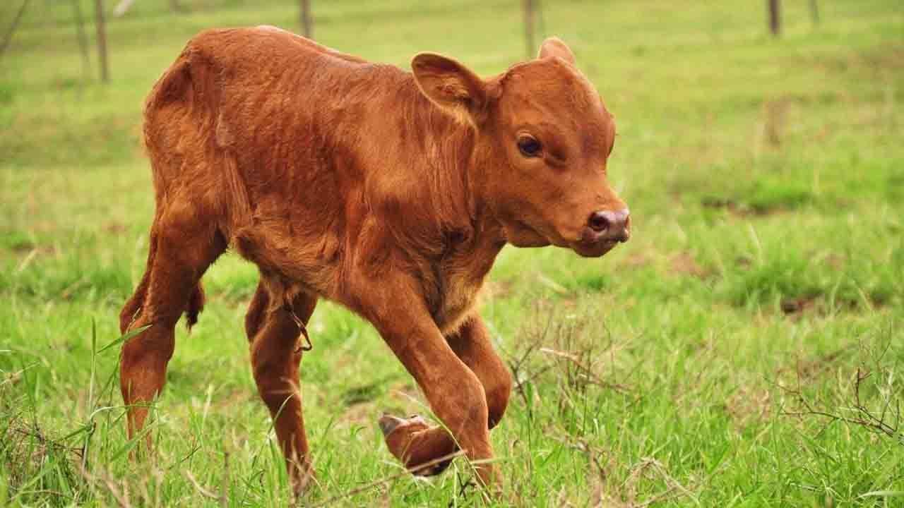 Prematüre Doğan Buzağıların Bakımı ve Beslenmesi Nasıl Olmalıdır?