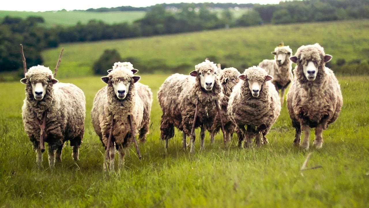 Koyun Kırkımının Önemi ve Süreci
