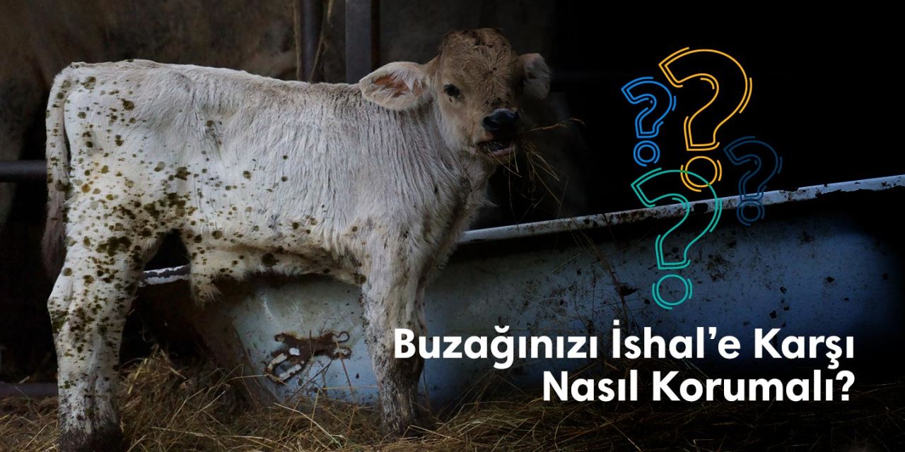 Buzağınızı İshal’e Karşı Nasıl Korumalı?