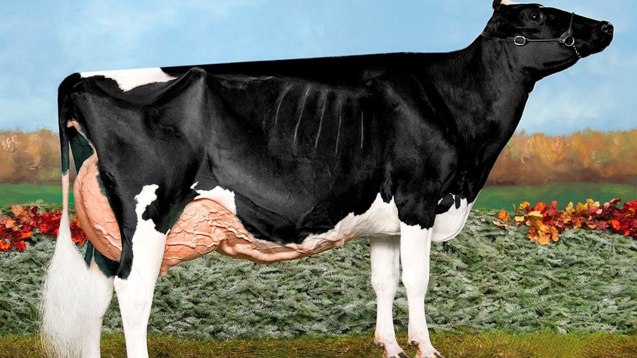 Ketozis Nedir?