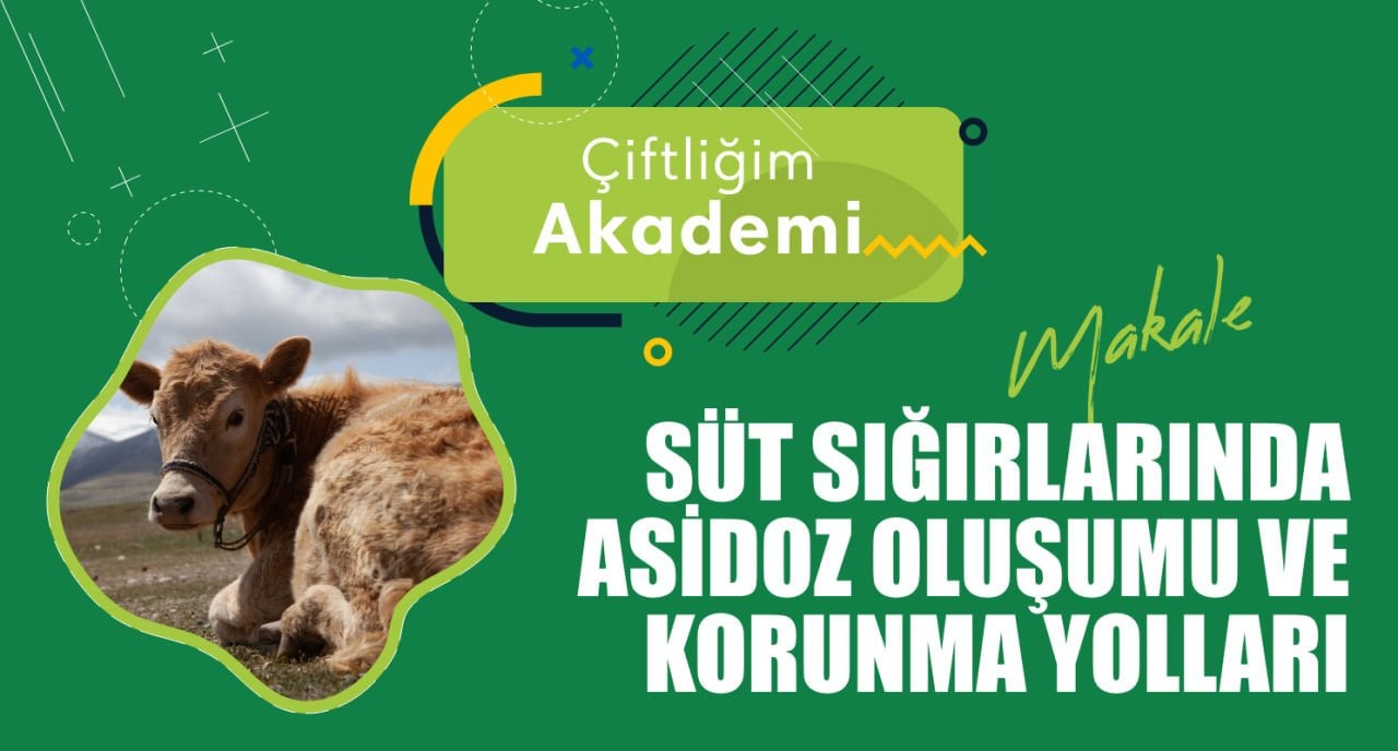 Süt Sığırlarında Asidoz Oluşumu ve Korunma Yolları