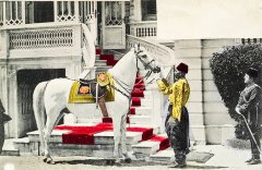 Osmanlı Atı  Tablo