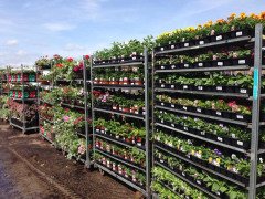 Danish Flower Trolley .Danimarka çiçek arabası