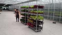 Danish Flower Trolley ,Danimarka Çiçek Arabası