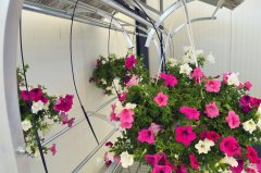 Danish Flower Trolley ,Danimarka çiçek arabası
