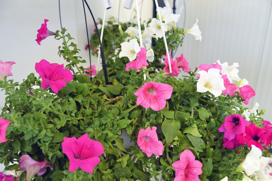 Danish Flower Trolley ,Danimarka çiçek arabası