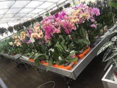 Danish Flower Trolley ,Danimarka çiçek arabası