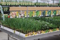 Danish Flower Trolley ,Danimarka çiçek arabası