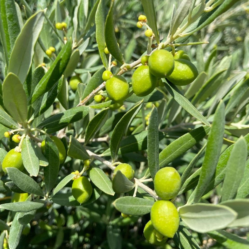 Fresheld x 1 Galon Şişe Erken Hasat Natürel Sızma Zeytinyağı 1000 cc - 1 Galon Şişe Naturel Sızma Zeytinyağı 1000 cc