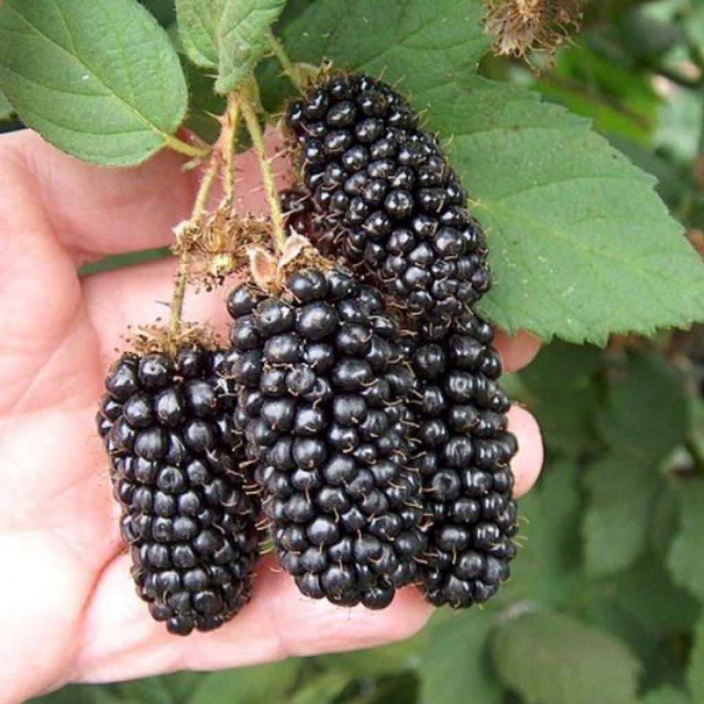 Tüplü Dünyanın En İri Böğürtlen Karaka Black Böğürtlen Fidanı