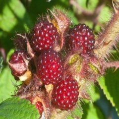 Tüplü Tatlı Wineberry Japon Şarap Ahududu  Fidanı