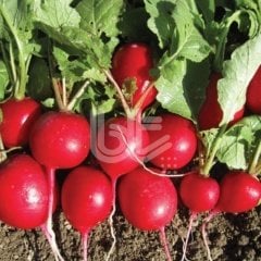 Geleneksel Cherry Belle Fındık Turp Tohumu (10 Gr)