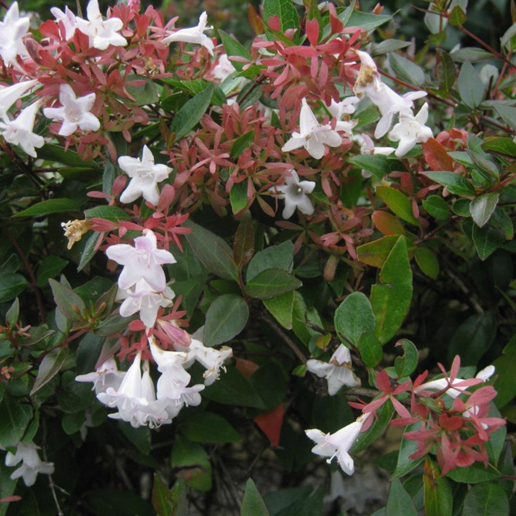 Abelia X Grandiflora Büyük Çiçekli Kelebek Çalısı Abelya Çiçeği Fidanı