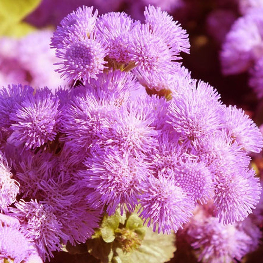 Pembe Vapur Dumanı(Ageratum) Çiçeği Tohumu(50 tohum)