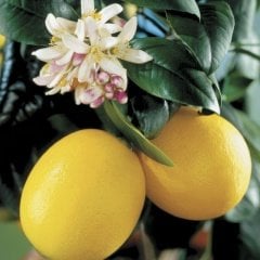 Ücretsiz Kargo Tüplü Bodur Tipte Çok Yaşlı Üzeri Meyveli Mayer Limon Fidanı Balkon ve İç Mekan İçin İdeal