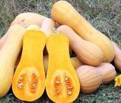 Doğal Waltham Butternut Kış Kabağı Tohumu (1000 Gram)