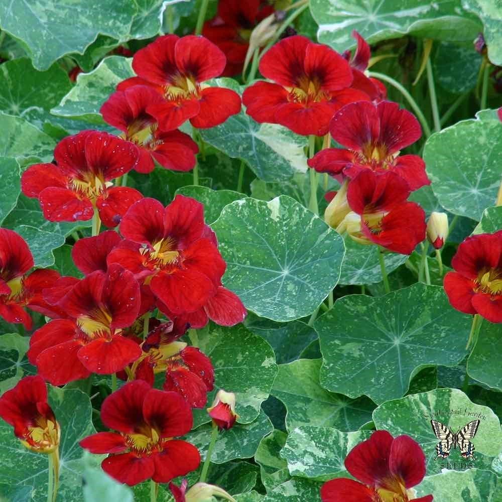 Kırmızı Renkli Latin Çiçeği Tohumu (10 tohum)