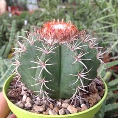 Melocactus Matanzanus Geniş Şapkalı Kafalı Kaktüs (8 lik saksıda)