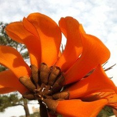 Erythrina Caffra Mercan Ağacı Fidanı Özel Tür