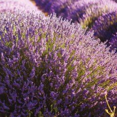 Lavandula Angustifolia Lavanta Çiçeği Tohumu(100 adet)