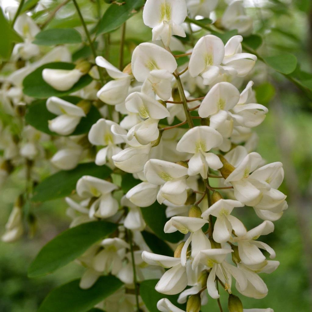 Tüplü Beyaz Çiçekli Yoğun Kokulu Akasya Fidanı (5 adet)