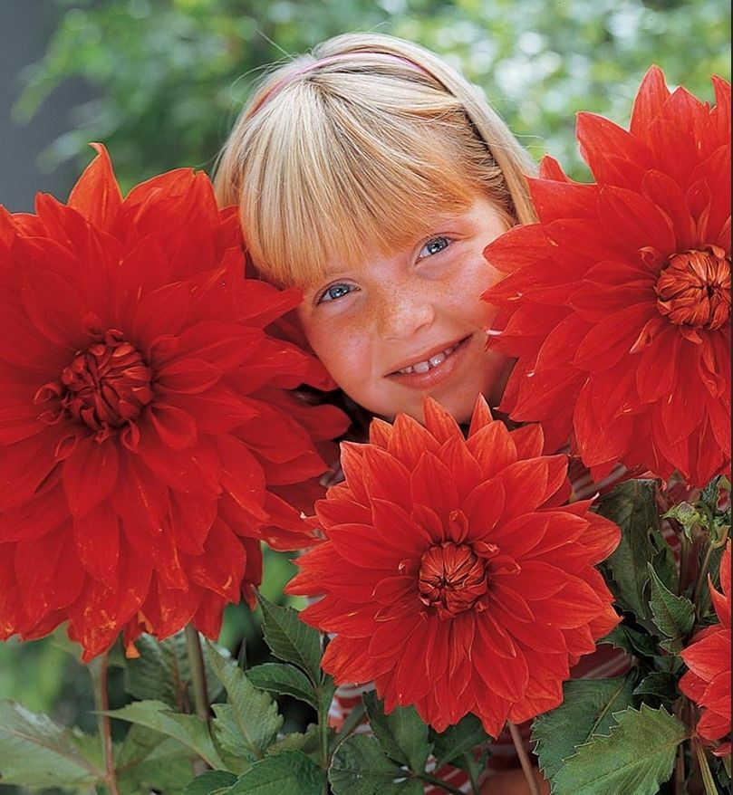 Aynı Yıl Çiçek Açan İri Çiçekli Babylon Red Dahlia Yumrusu (1 adet)