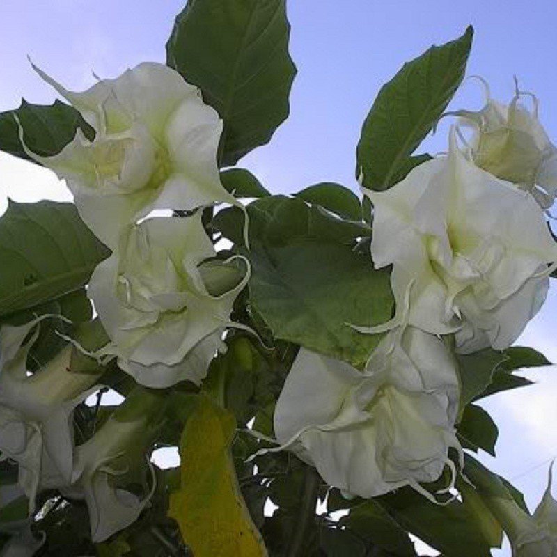 Katmerli Beyaz Brugmansia Meleklerin Borazanı Çiçeği Tohumu (5 tohum)