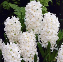 İthal Yoğun Kokulu Pallas Beyaz Çiçekli Sümbül Soğanı (3 adet)
