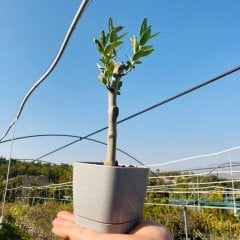 Gri Lüx Saksıda Hediyelik Minyatür Bonsai Zeytin Fidanı (Ücretsiz Kargo)