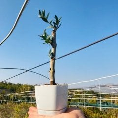 Beyaz Lüx Saksıda Hediyelik Minyatür Bonsai Zeytin Fidanı (Ücretsiz Kargo)