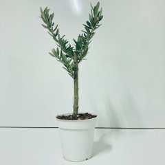 Beyaz 13'lük Saksıda Hediyelik Minyatür Bonsai Zeytin Fidanı (Ücretsiz Kargo)