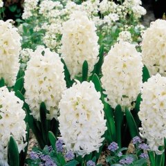 Hyacinthus Carneige Sümbül Soğanı (3 adet)